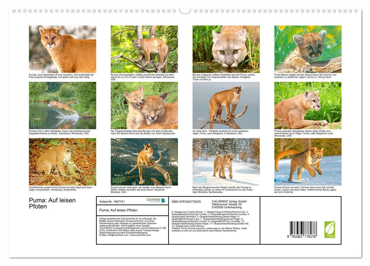 Bild: 9783383778278 | Puma: Auf leisen Pfoten (hochwertiger Premium Wandkalender 2025 DIN...