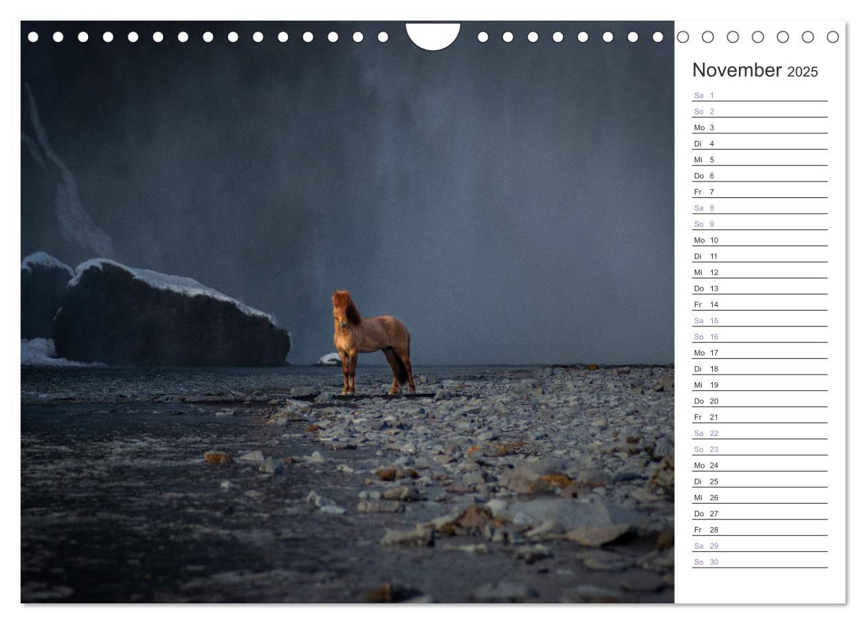 Bild: 9783383934476 | Islandpferde Kalender (Wandkalender 2025 DIN A4 quer), CALVENDO...