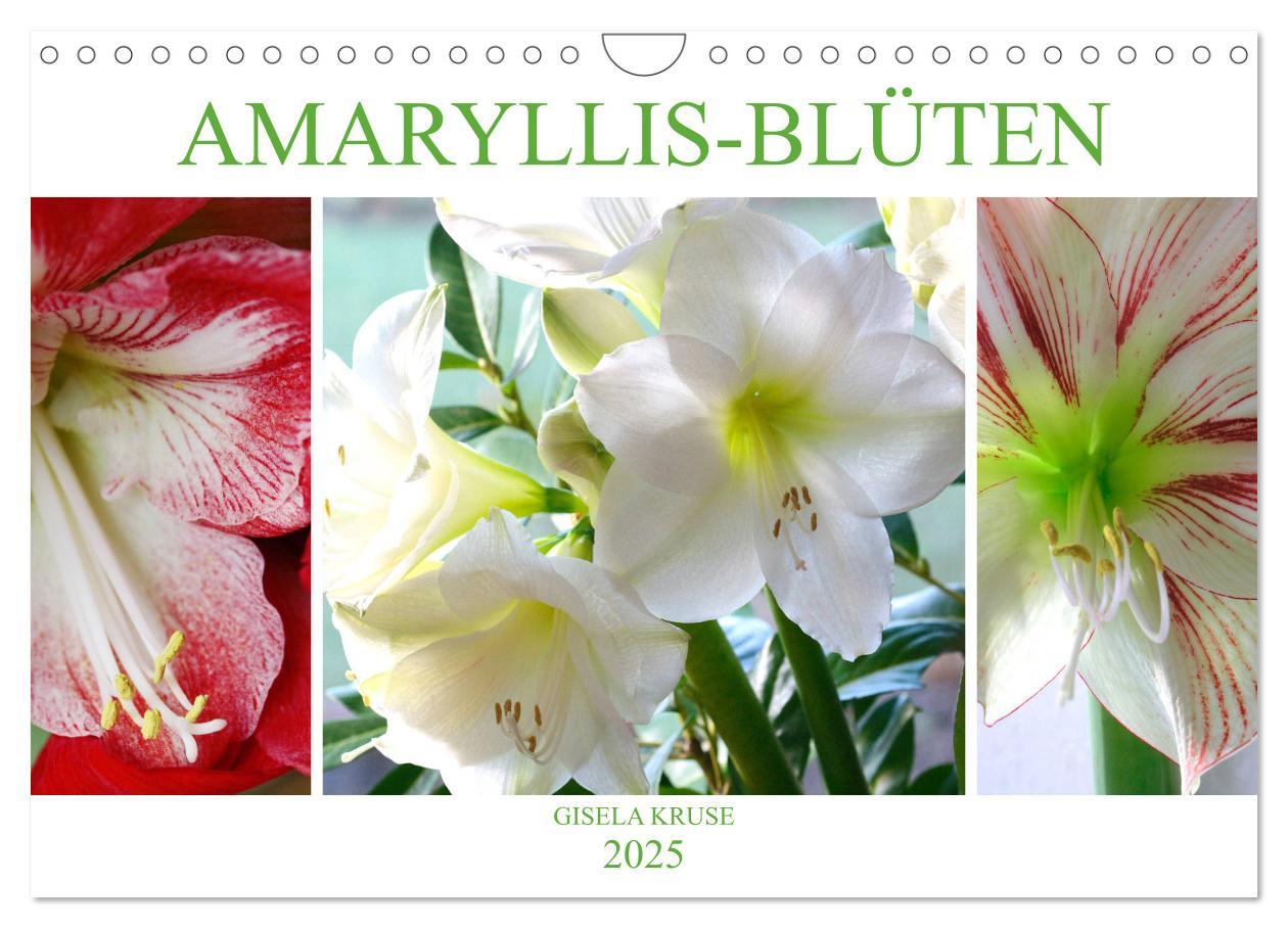 Cover: 9783435382958 | Amaryllis-Blüten (Wandkalender 2025 DIN A4 quer), CALVENDO...