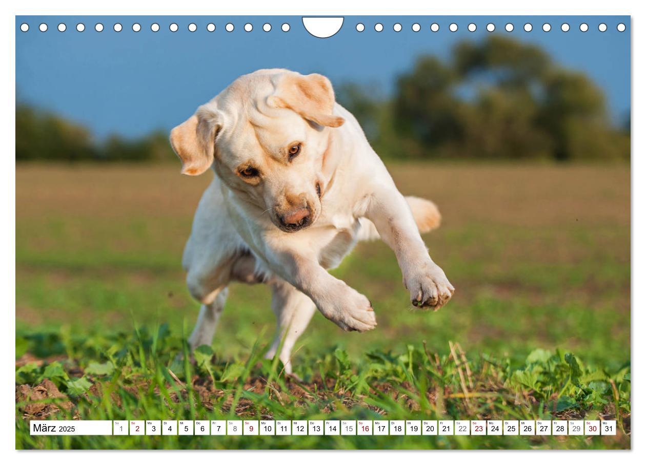 Bild: 9783435313037 | Freund auf 4 Pfoten - Labrador Retriever (Wandkalender 2025 DIN A4...