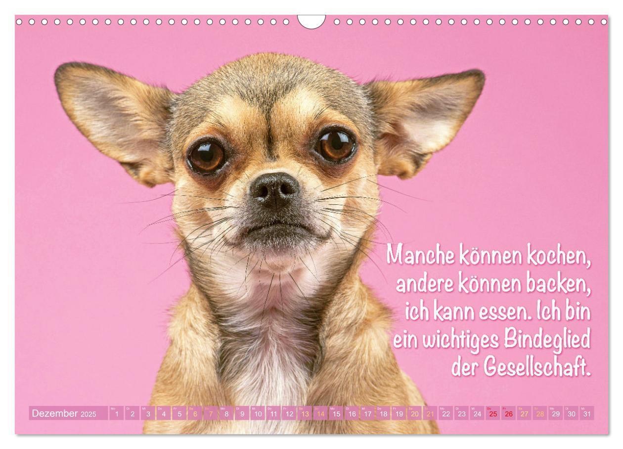 Bild: 9783457199817 | Chihuahua: Kleine Hunde, aber oho (Wandkalender 2025 DIN A3 quer),...