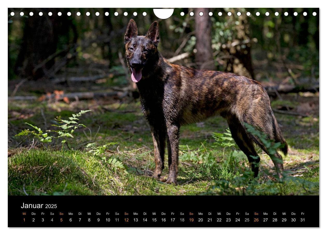 Bild: 9783435687756 | Holländischer Schäferhund (Wandkalender 2025 DIN A4 quer), CALVENDO...