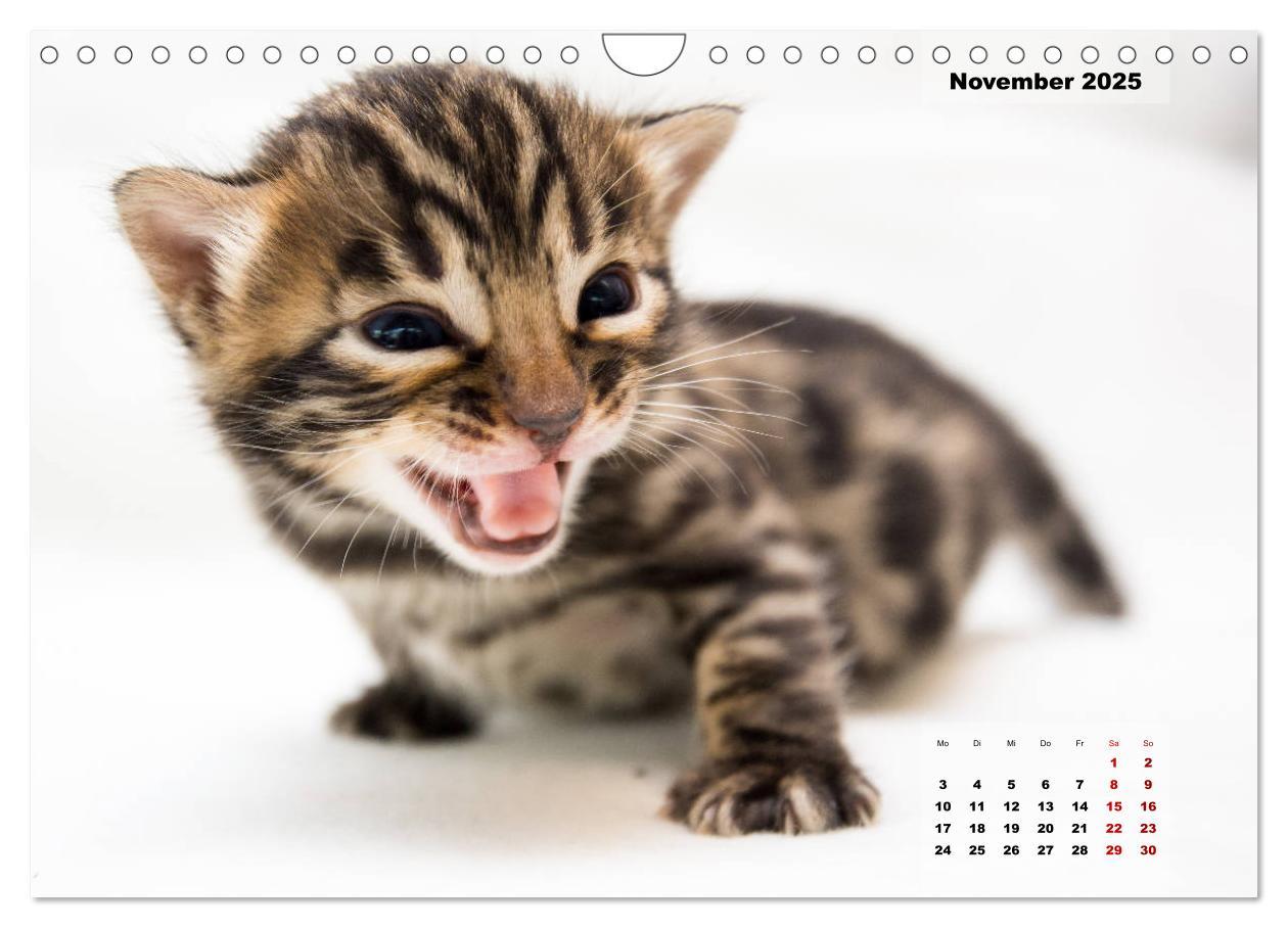 Bild: 9783435348527 | Bengal Kätzchen 2 (Wandkalender 2025 DIN A4 quer), CALVENDO...