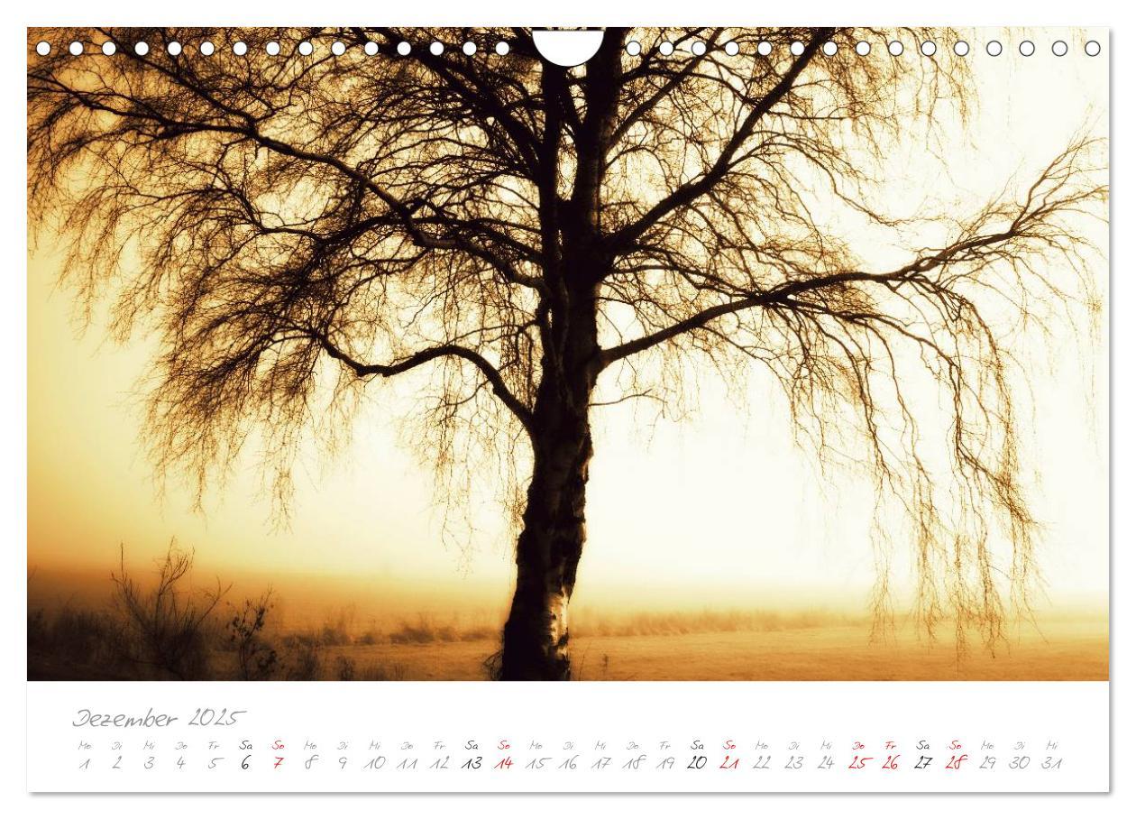 Bild: 9783435638345 | Teufelsmoor Impressionen (Wandkalender 2025 DIN A4 quer), CALVENDO...