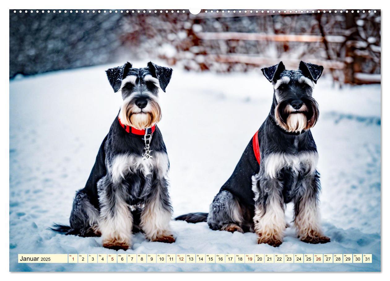 Bild: 9783457037423 | Schnauzer - vielseitige Allrounder (Wandkalender 2025 DIN A2 quer),...