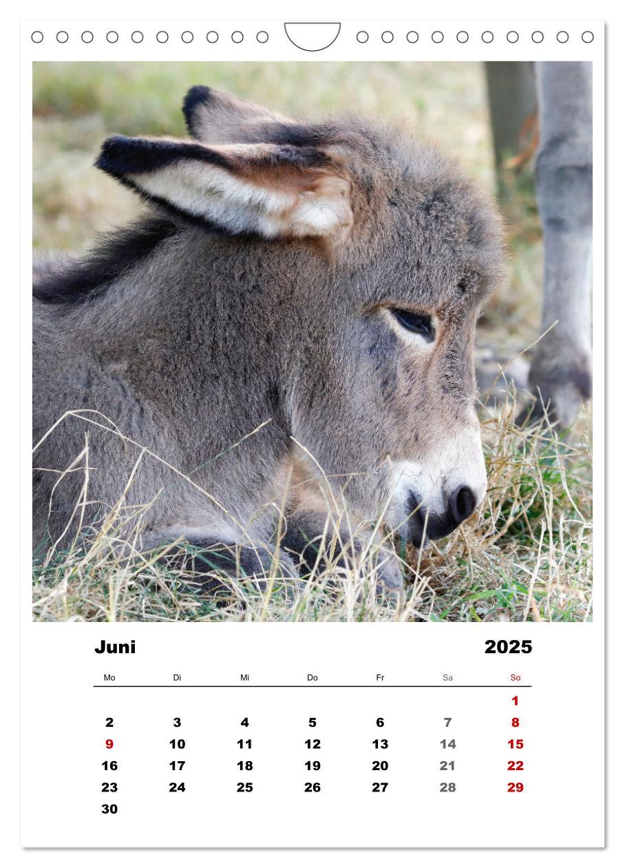 Bild: 9783435928521 | Bauernhoftiere, ganz nah dran (Wandkalender 2025 DIN A4 hoch),...