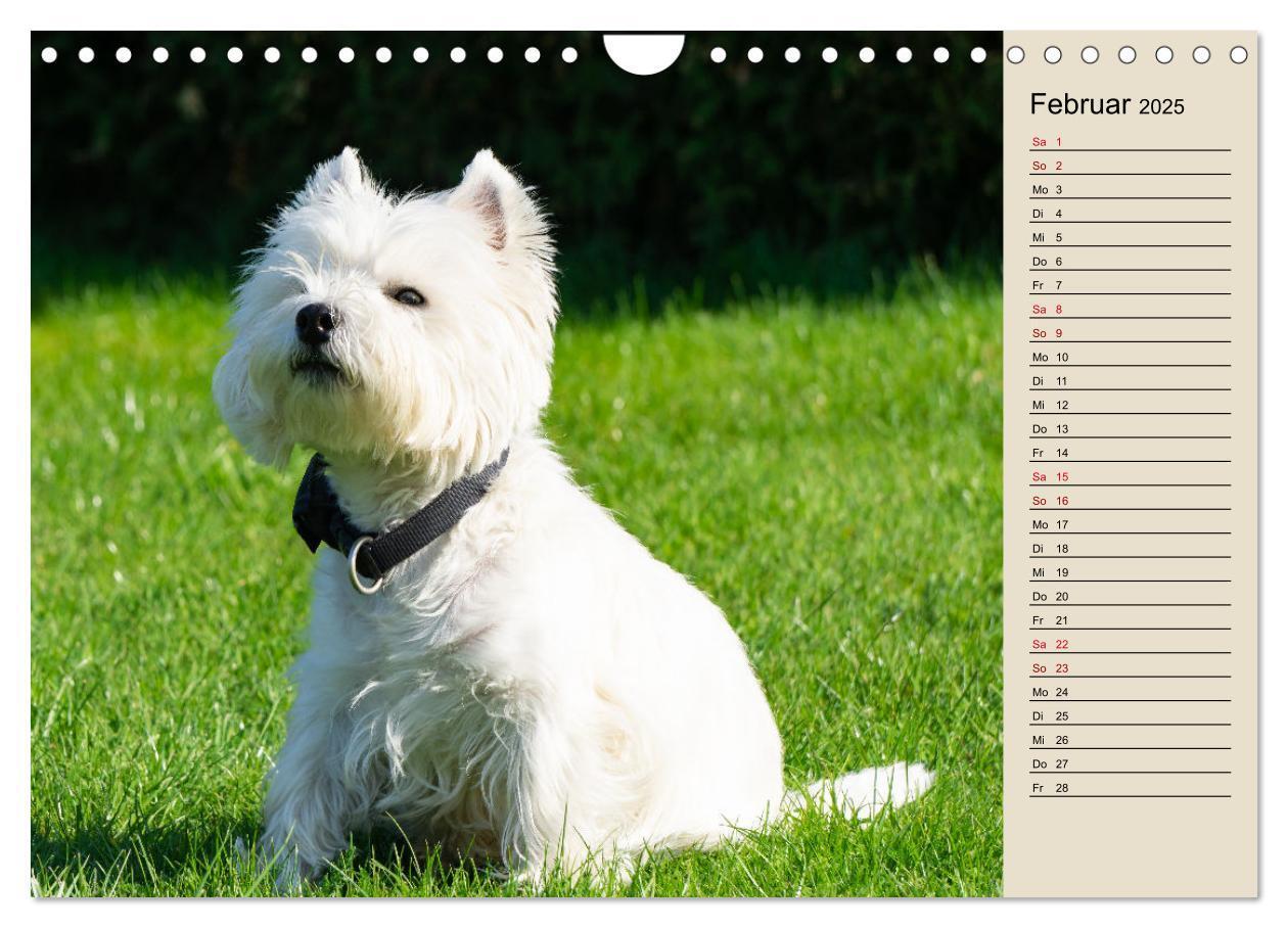 Bild: 9783383867705 | WEST HIGHLAND WHITE TERRIER - DER WESTIE - EIN HUND MIT CHARISMA...