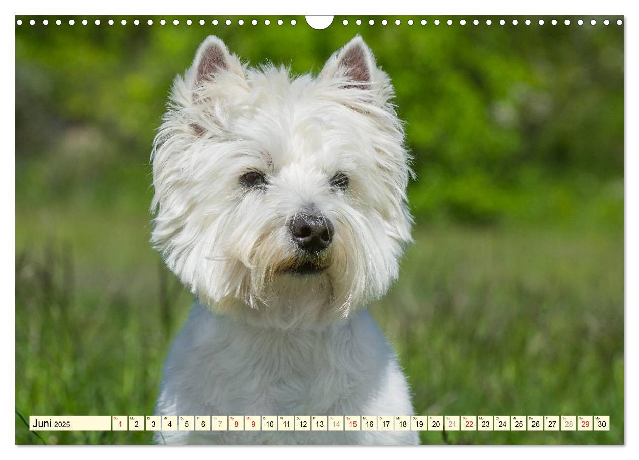 Bild: 9783435462612 | Kobold auf 4 Pfoten - West Highland White Terrier (Wandkalender...