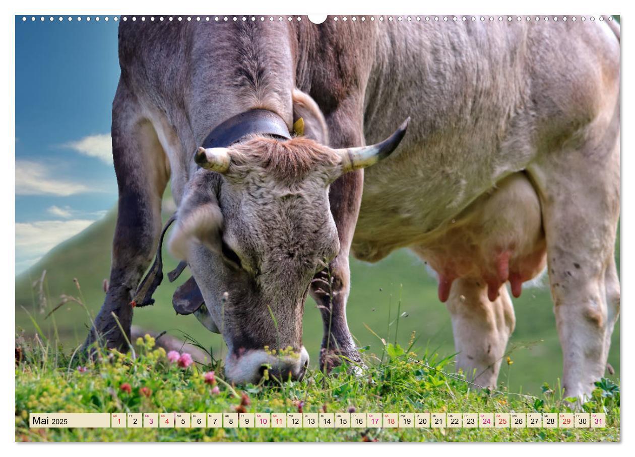 Bild: 9783435119028 | Berg-Kühe, Natur pur - unser schönster Urlaub (Wandkalender 2025...