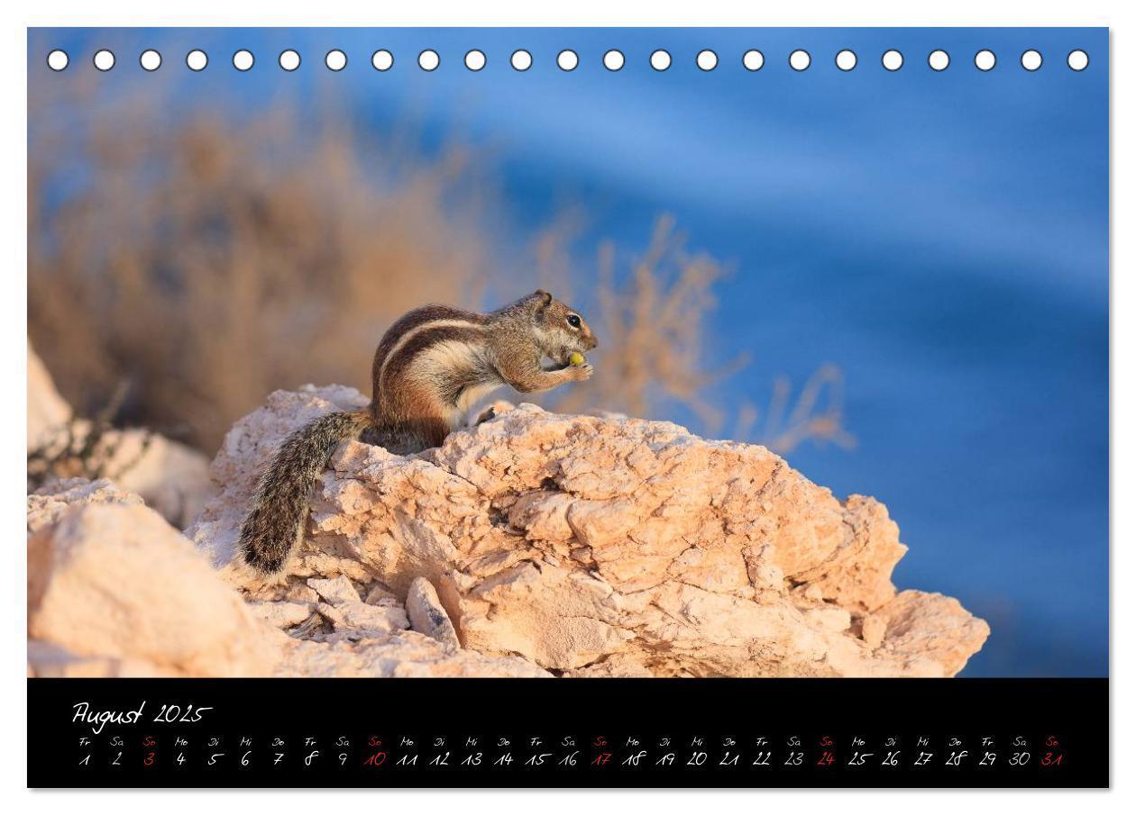 Bild: 9783435776894 | Fuerteventura (Tischkalender 2025 DIN A5 quer), CALVENDO...