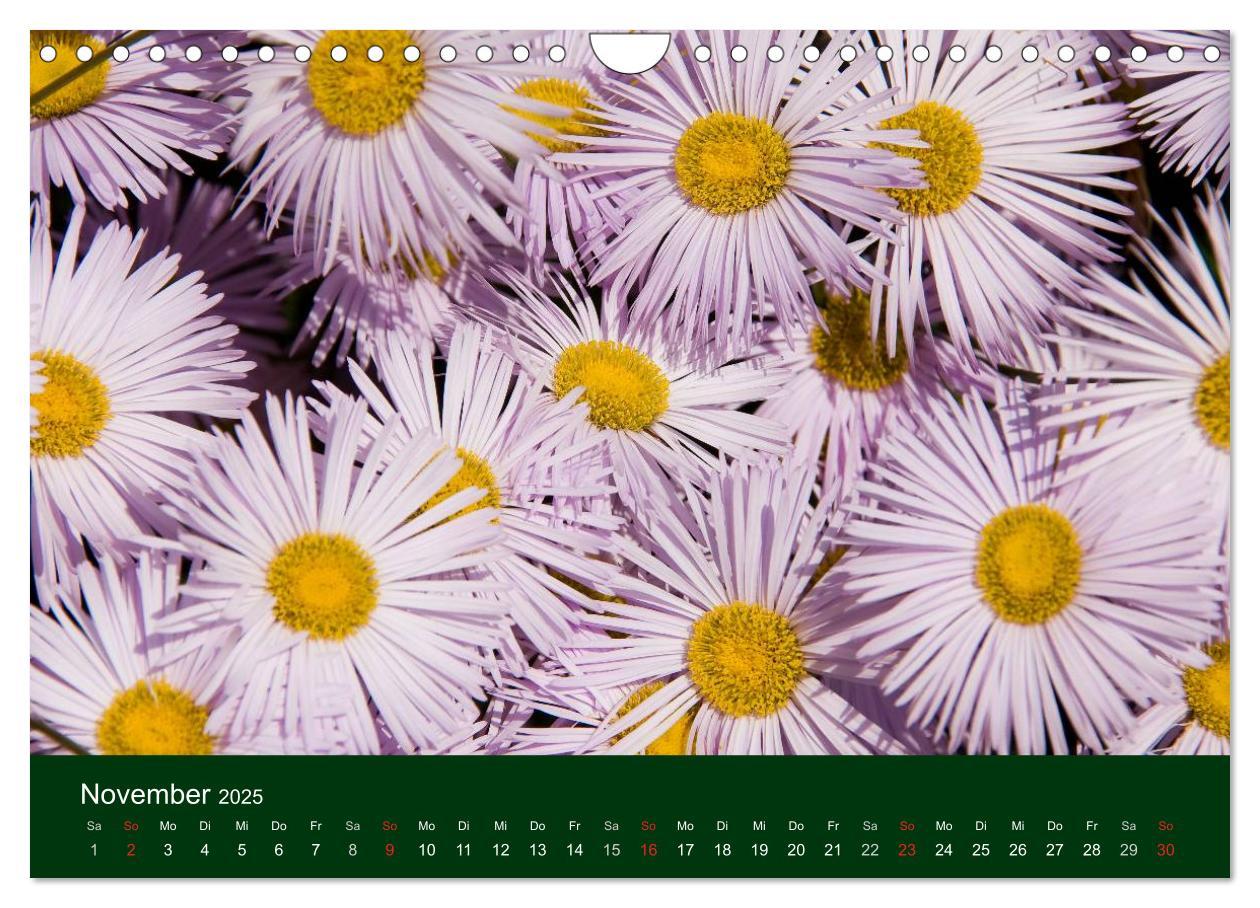 Bild: 9783435663613 | Blumen und Blüten (Wandkalender 2025 DIN A4 quer), CALVENDO...