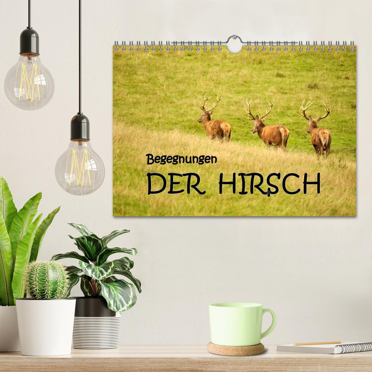 Bild: 9783435635030 | Begegnungen. DER HIRSCH (Wandkalender 2025 DIN A4 quer), CALVENDO...