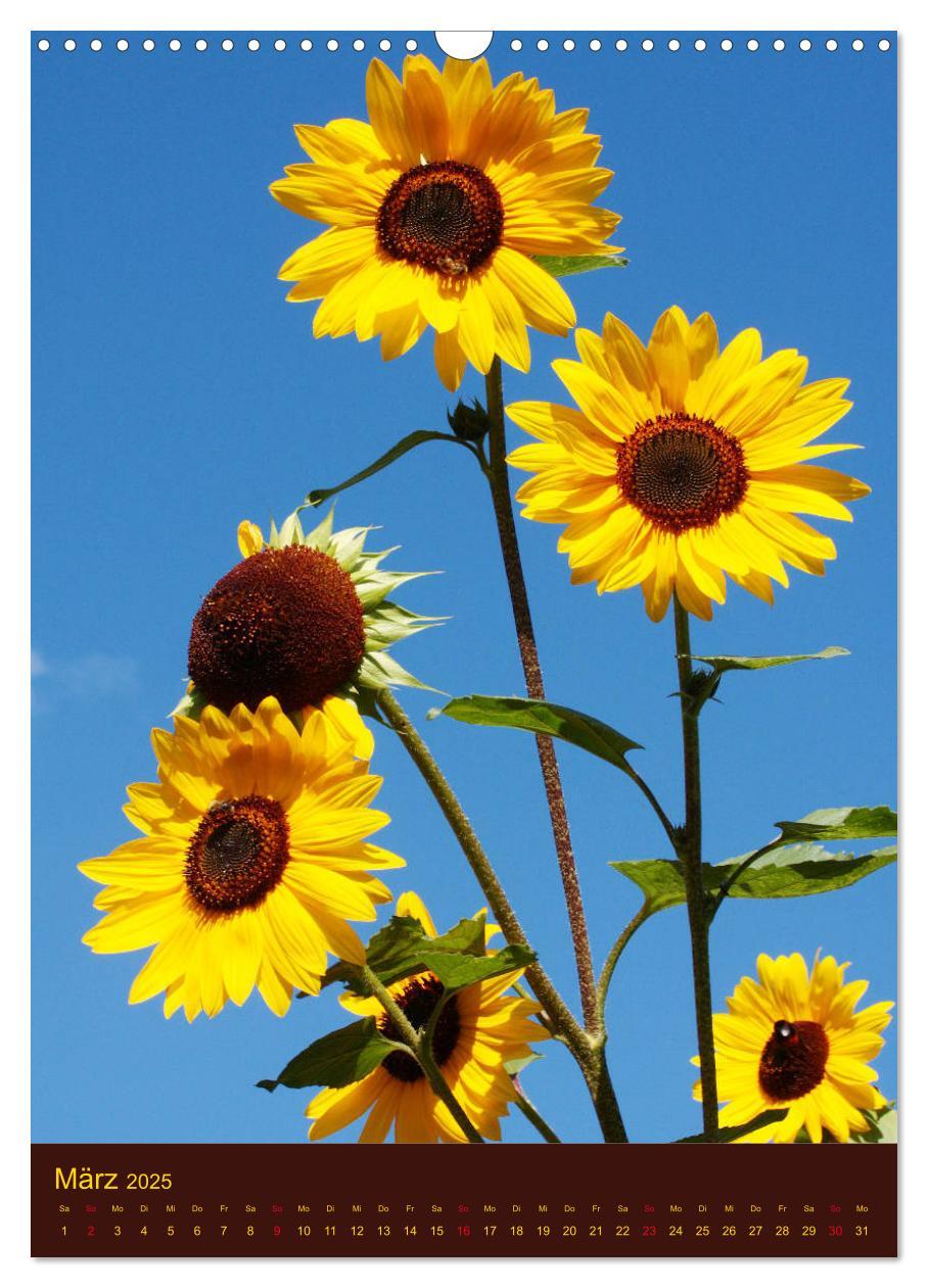 Bild: 9783435951642 | Sonnenblumen - Strahlende Blüten (Wandkalender 2025 DIN A3 hoch),...