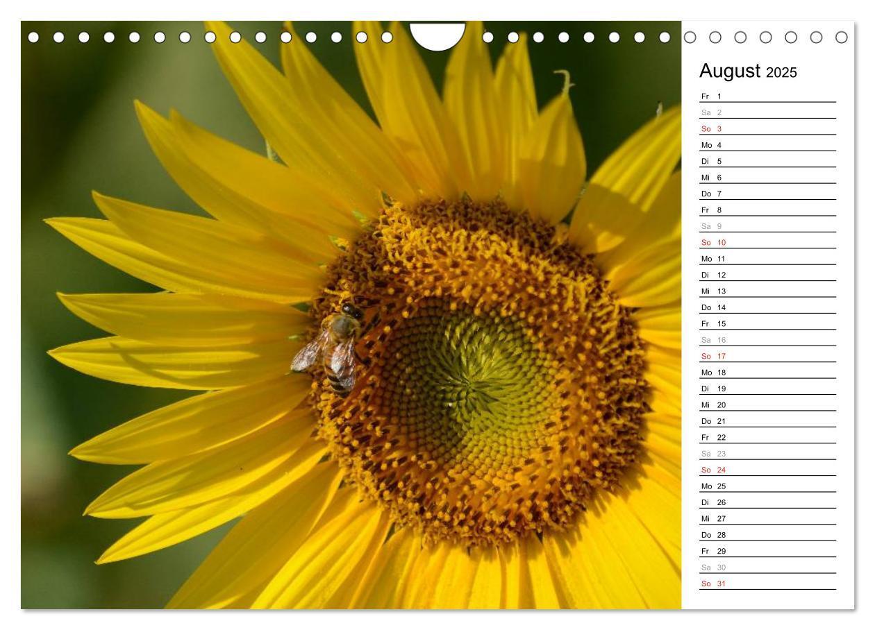 Bild: 9783435477142 | Ein Jahr lang Sonnenblumen (Wandkalender 2025 DIN A4 quer),...