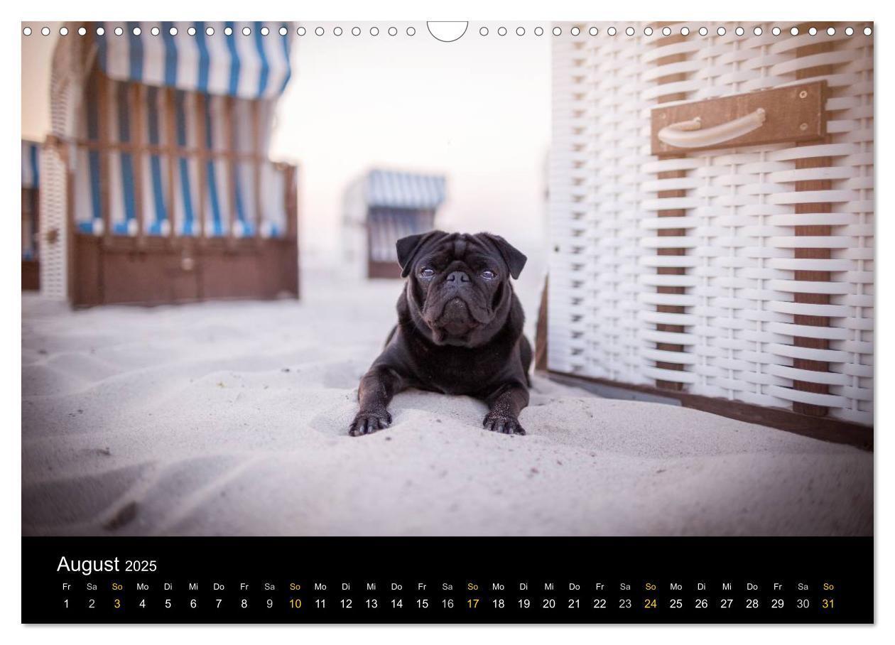 Bild: 9783435571314 | Diesel, der schwarze Mops (Wandkalender 2025 DIN A3 quer), CALVENDO...