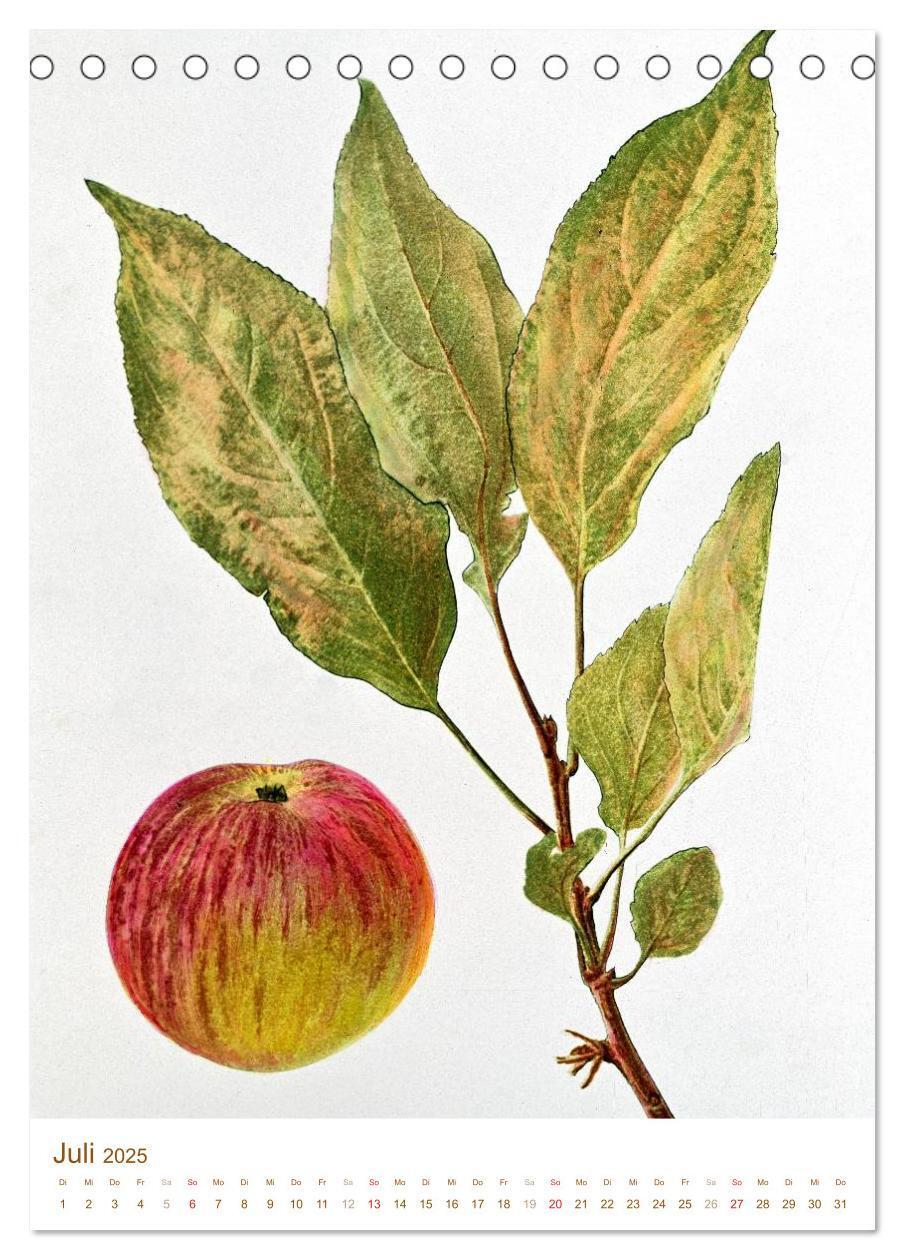 Bild: 9783457045695 | Obstbäume: Botanische Zeichnungen und historische Stiche...