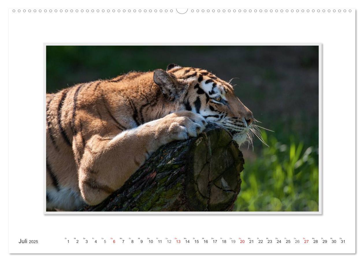 Bild: 9783435751778 | Emotionale Momente: Tiger - Kraft &amp; Schönheit. (hochwertiger...