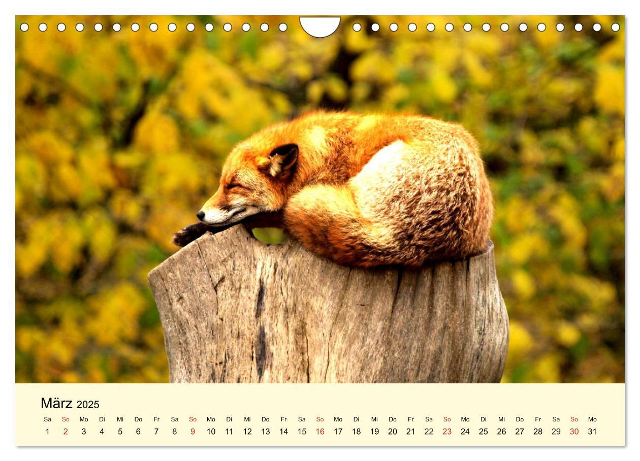 Bild: 9783435176588 | Scheue Wildtiere in heimischen Wäldern und Bergen (Wandkalender...