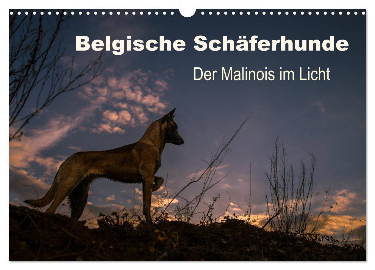 Cover: 9783435638697 | Belgische Schäferhunde - Der Malinois im Licht (Wandkalender 2025...