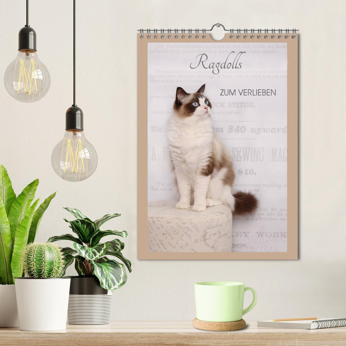 Bild: 9783457013250 | Ragdolls zum Verlieben (Wandkalender 2025 DIN A4 hoch), CALVENDO...