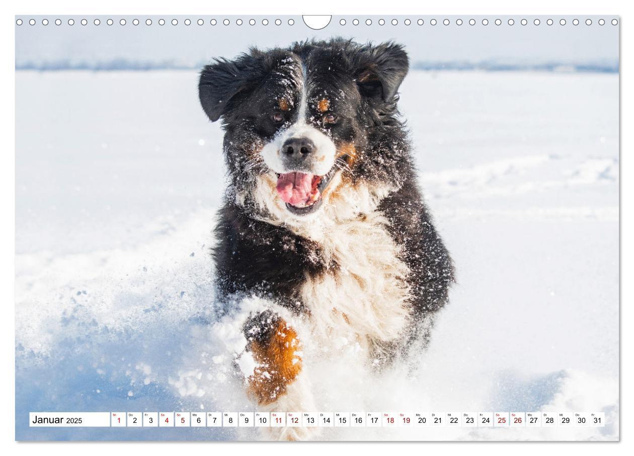 Bild: 9783383924972 | Berner Sennenhund - Eine Liebe für´s Leben (Wandkalender 2025 DIN...