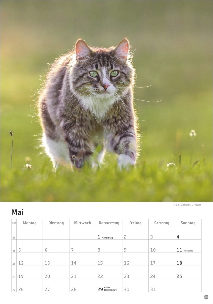 Bild: 9783756405589 | Katzen Kalender 2025 | Kalender | Spiralbindung | 13 S. | Deutsch