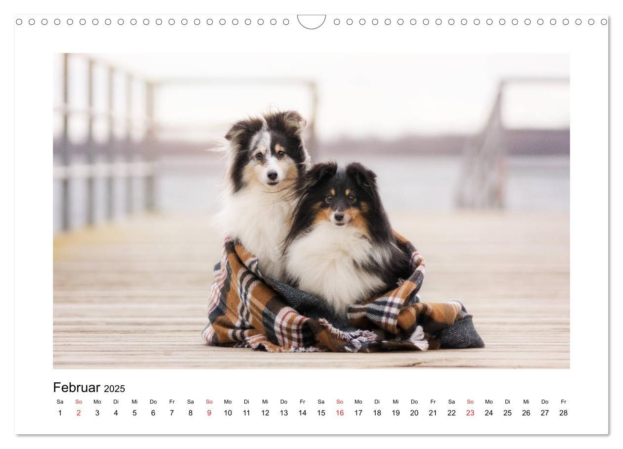 Bild: 9783435307944 | Herzensshelties - Shetland Sheepdogs (Wandkalender 2025 DIN A3...