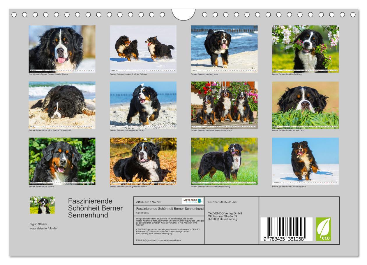 Bild: 9783435381258 | Faszinierende Schönheit Berner Sennenhund (Wandkalender 2025 DIN A4...