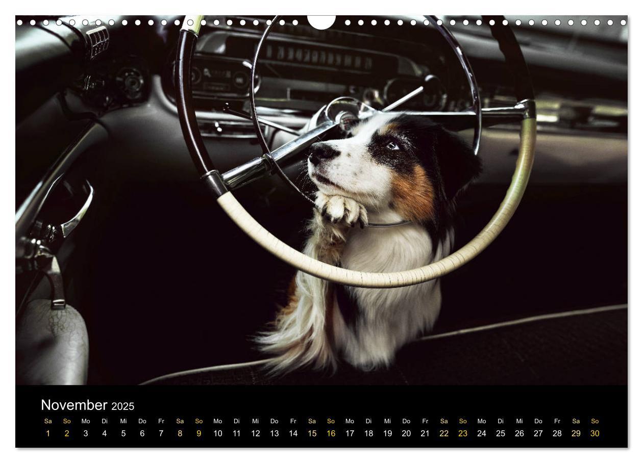 Bild: 9783435233151 | Australian Shepherd - Vielfalt in einer Rasse (Wandkalender 2025...