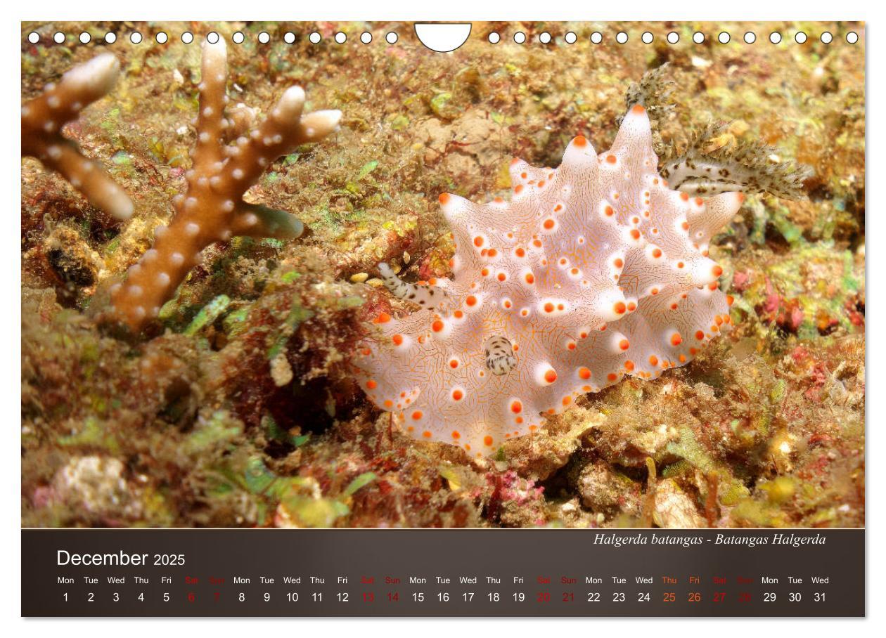 Bild: 9781325940516 | Nudibranchs on the ocean floor (Wall Calendar 2025 DIN A4...