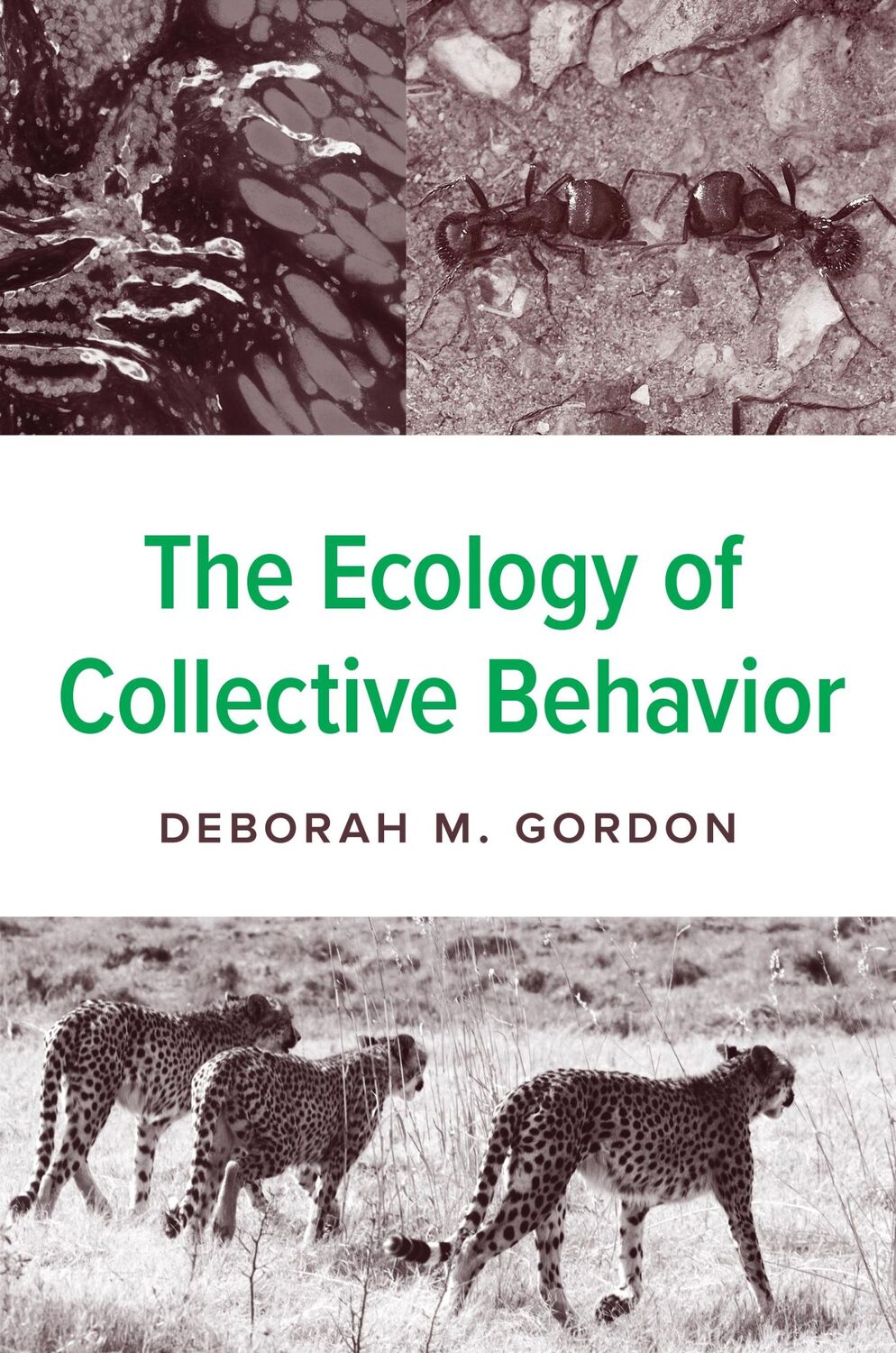 Cover: 9780691232157 | The Ecology of Collective Behavior | Deborah M Gordon | Taschenbuch