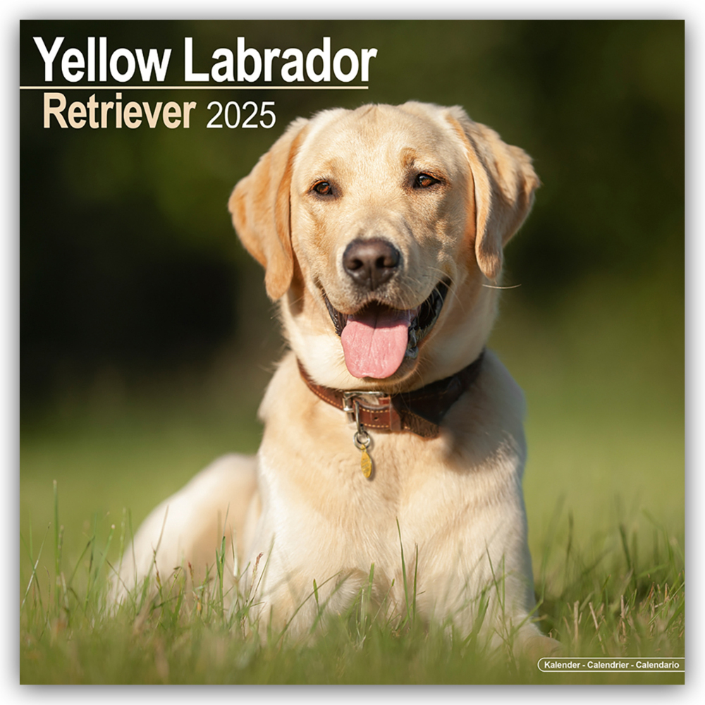 Cover: 9781804603635 | Yellow Labrador Retriever - Gelber Labrador 2025 - 16-Monatskalender