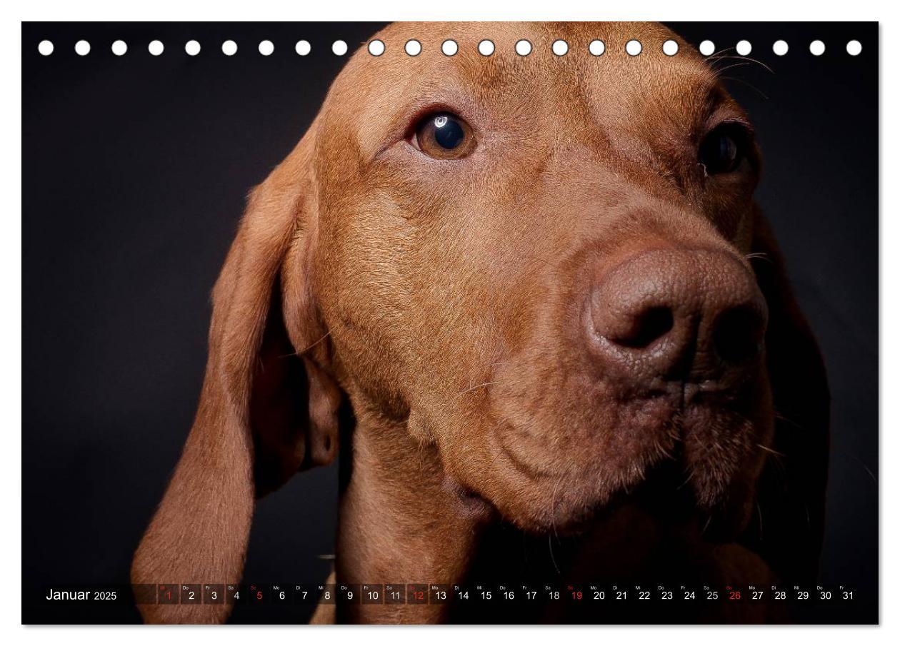 Bild: 9783435501885 | Der Vizsla 2025 (Tischkalender 2025 DIN A5 quer), CALVENDO...