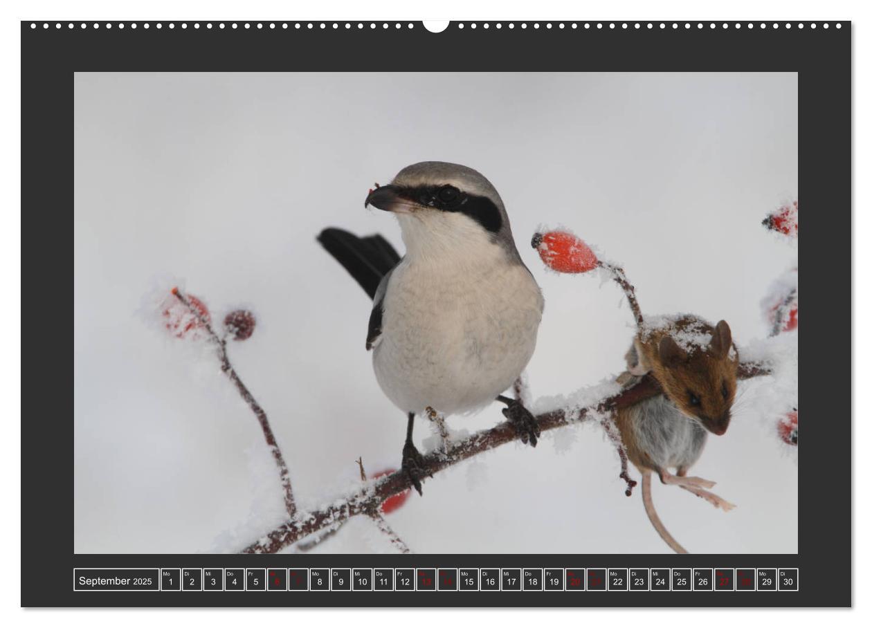 Bild: 9783435169481 | Winterzauber - Tiere in Eis und Schnee (Wandkalender 2025 DIN A2...