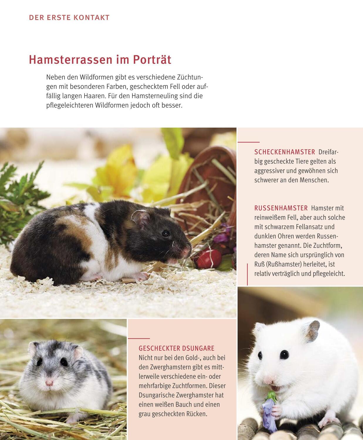 Bild: 9783833848483 | Hamster | Pflege-Einmaleins für kleine Solokünstler | Peter Fritzsche