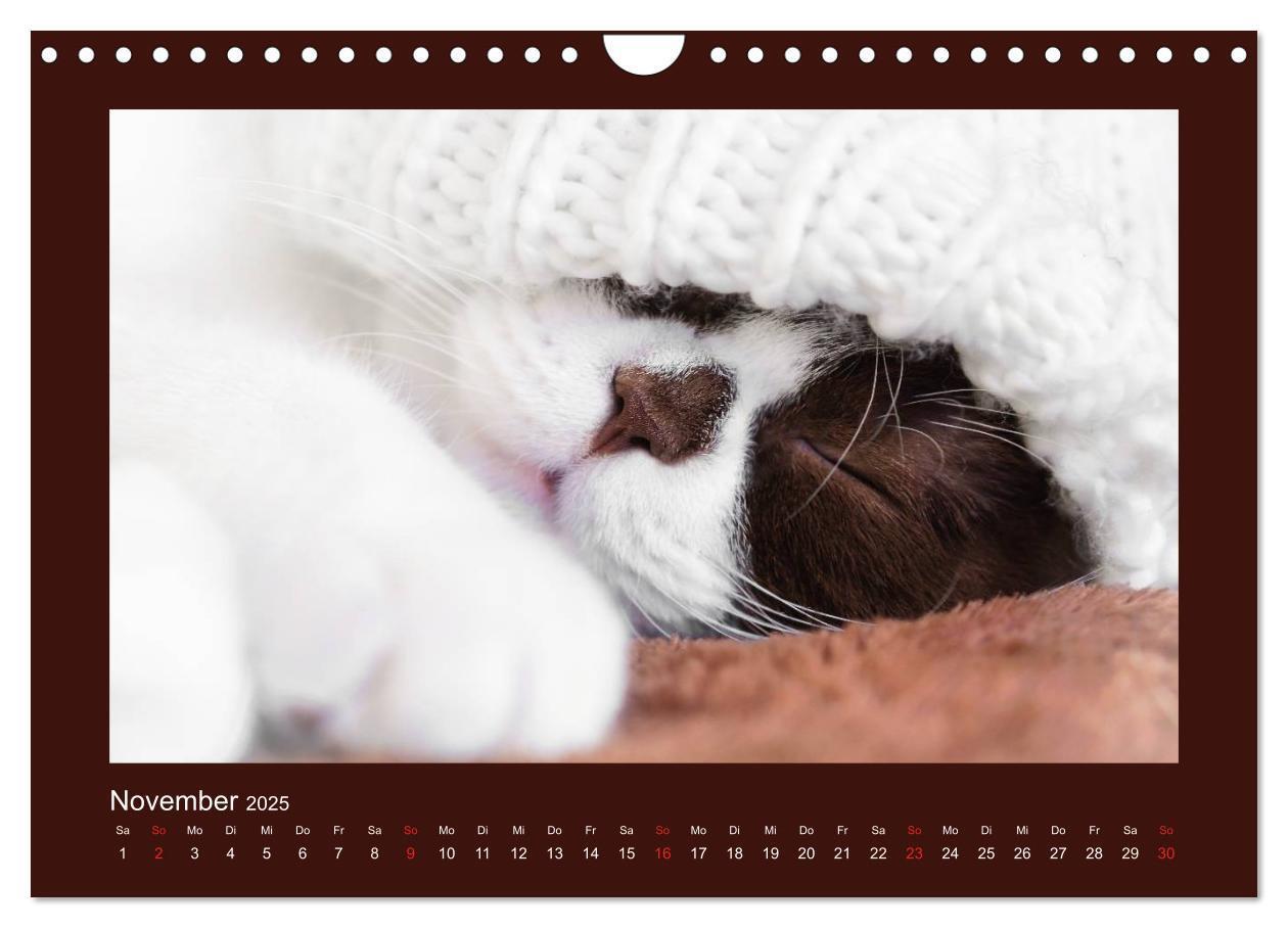 Bild: 9783435482917 | Britisch Kurzhaar Katzen - Poesie fürs Auge (Wandkalender 2025 DIN...