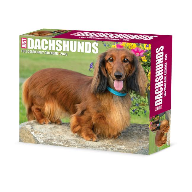 Cover: 9781549240775 | Dachshunds 2025 6.2 X 5.4 Box Calendar | Willow Creek Press | Kalender