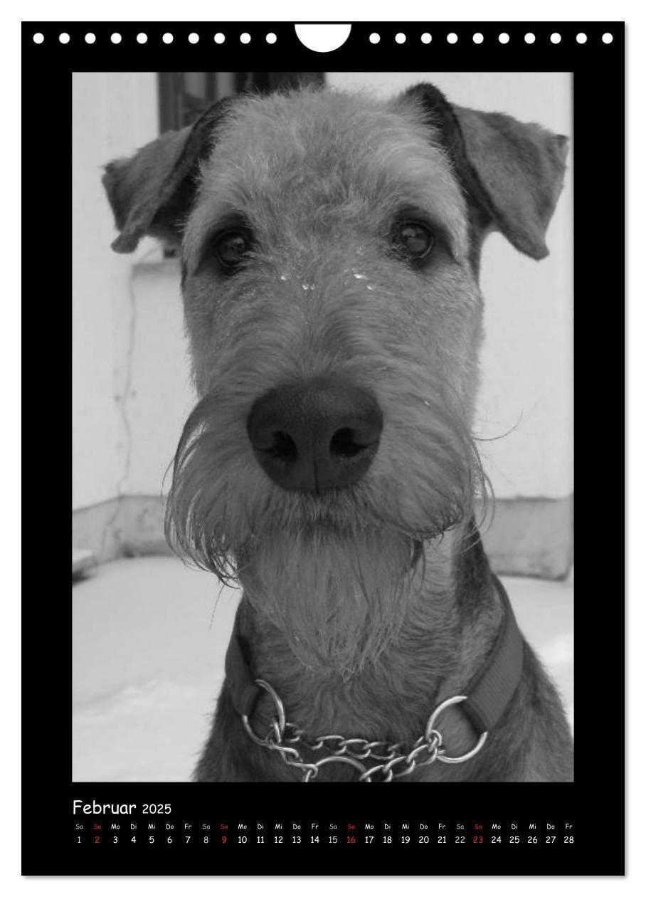 Bild: 9783457051344 | Der Airedale: Portraits eines "Dickkopfes" (Wandkalender 2025 DIN...