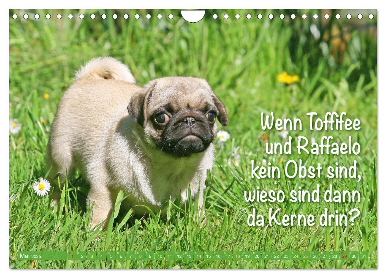 Bild: 9783457167144 | Lächeln mit Mops (Wandkalender 2025 DIN A4 quer), CALVENDO...