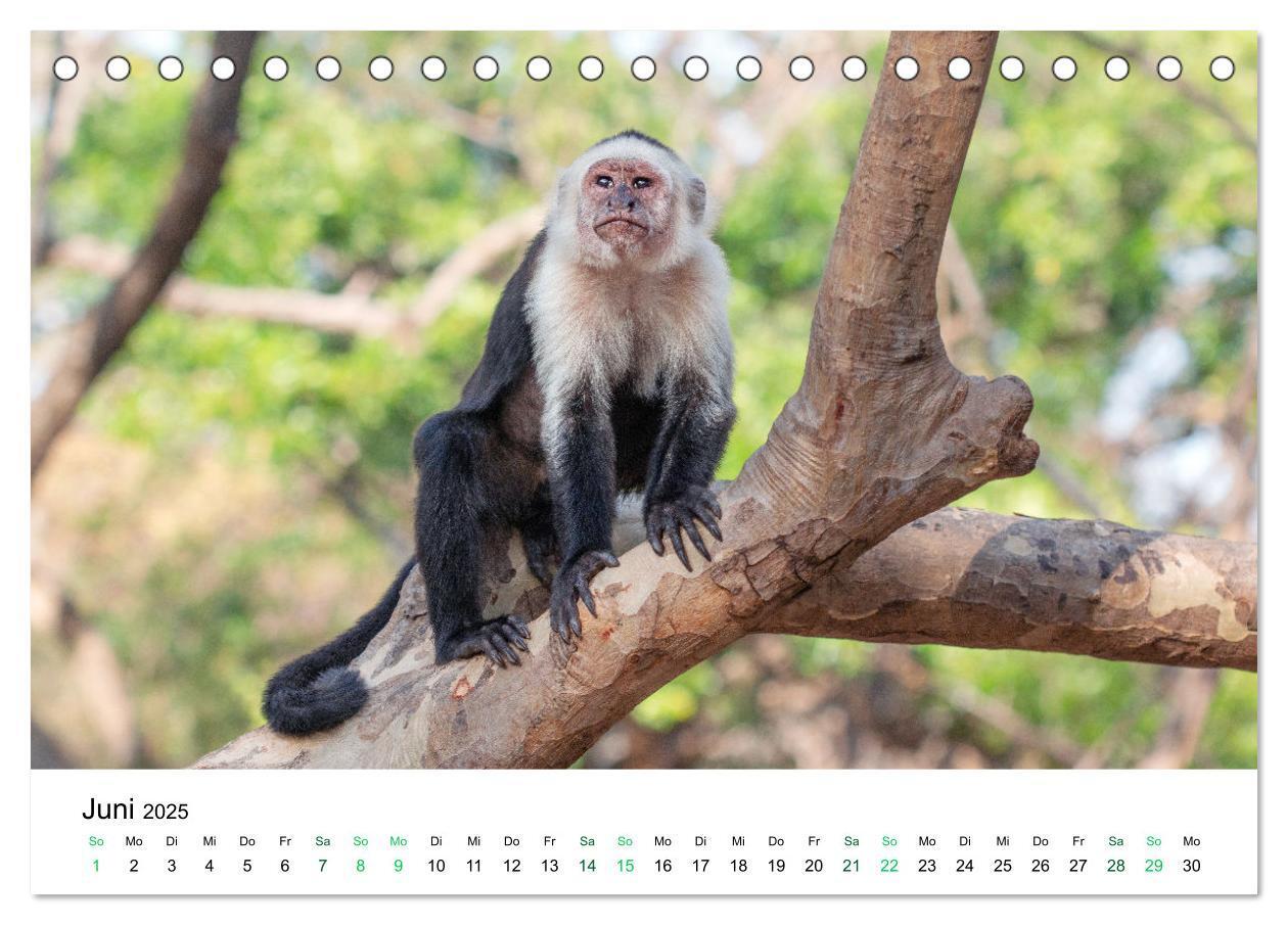 Bild: 9783383977138 | Costa Rica - Tropische Tierwelt (Tischkalender 2025 DIN A5 quer),...