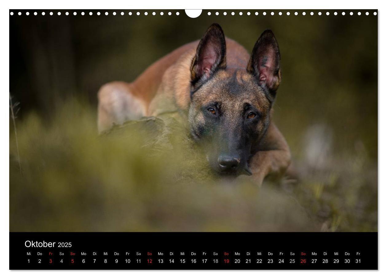 Bild: 9783435643127 | Belgischer Schäferhund - Der Malinois (Wandkalender 2025 DIN A3...