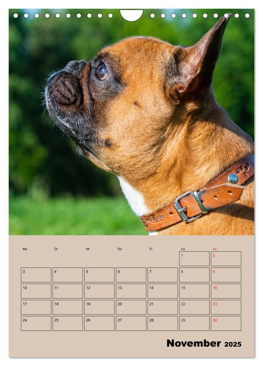 Bild: 9783435959662 | Jahresplaner Französische Bulldogge (Wandkalender 2025 DIN A4...