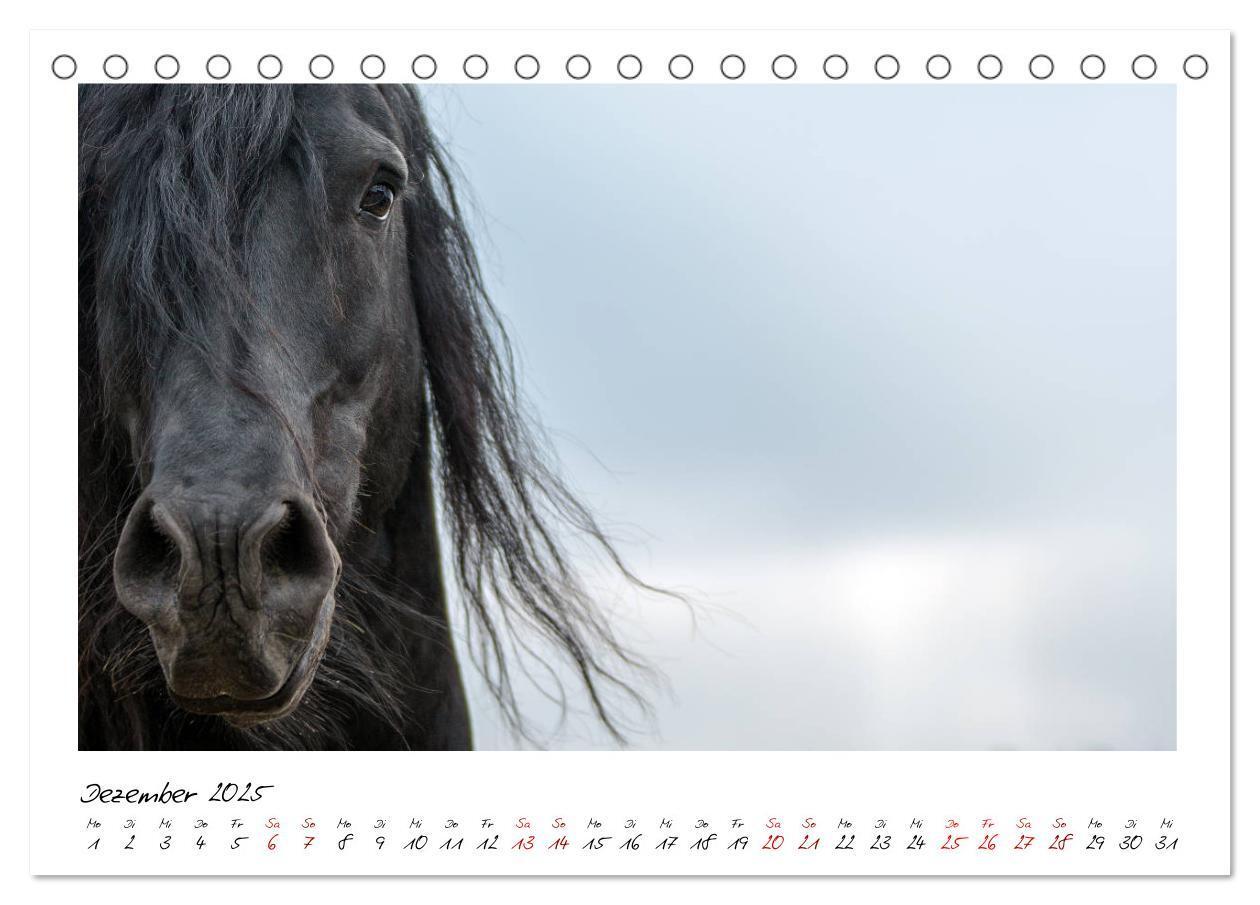 Bild: 9783435234899 | Friesen - stolze Giganten (Tischkalender 2025 DIN A5 quer),...