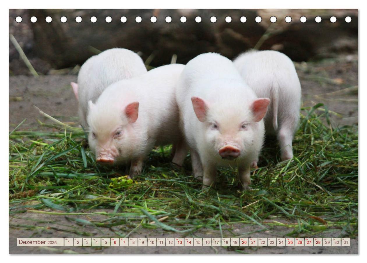 Bild: 9783435410293 | Tierische Schweinerei (Tischkalender 2025 DIN A5 quer), CALVENDO...