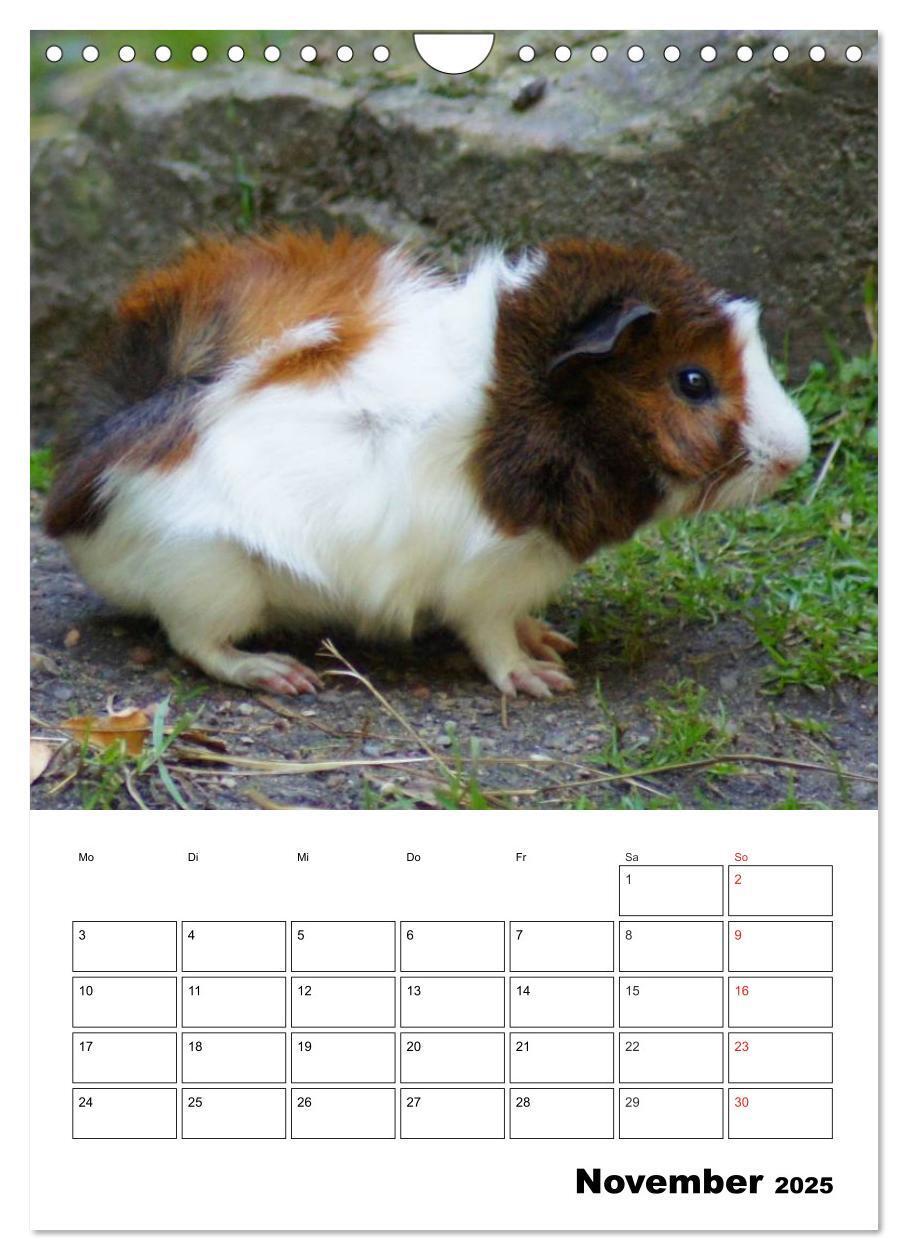 Bild: 9783457014820 | Meerschweinchen Terminplaner (Wandkalender 2025 DIN A4 hoch),...