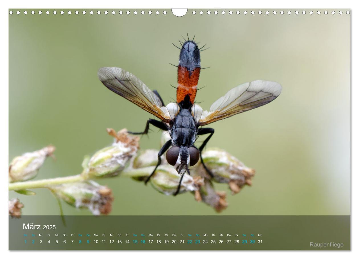 Bild: 9783383992971 | Kleine Kostbarkeiten Insekten (Wandkalender 2025 DIN A3 quer),...