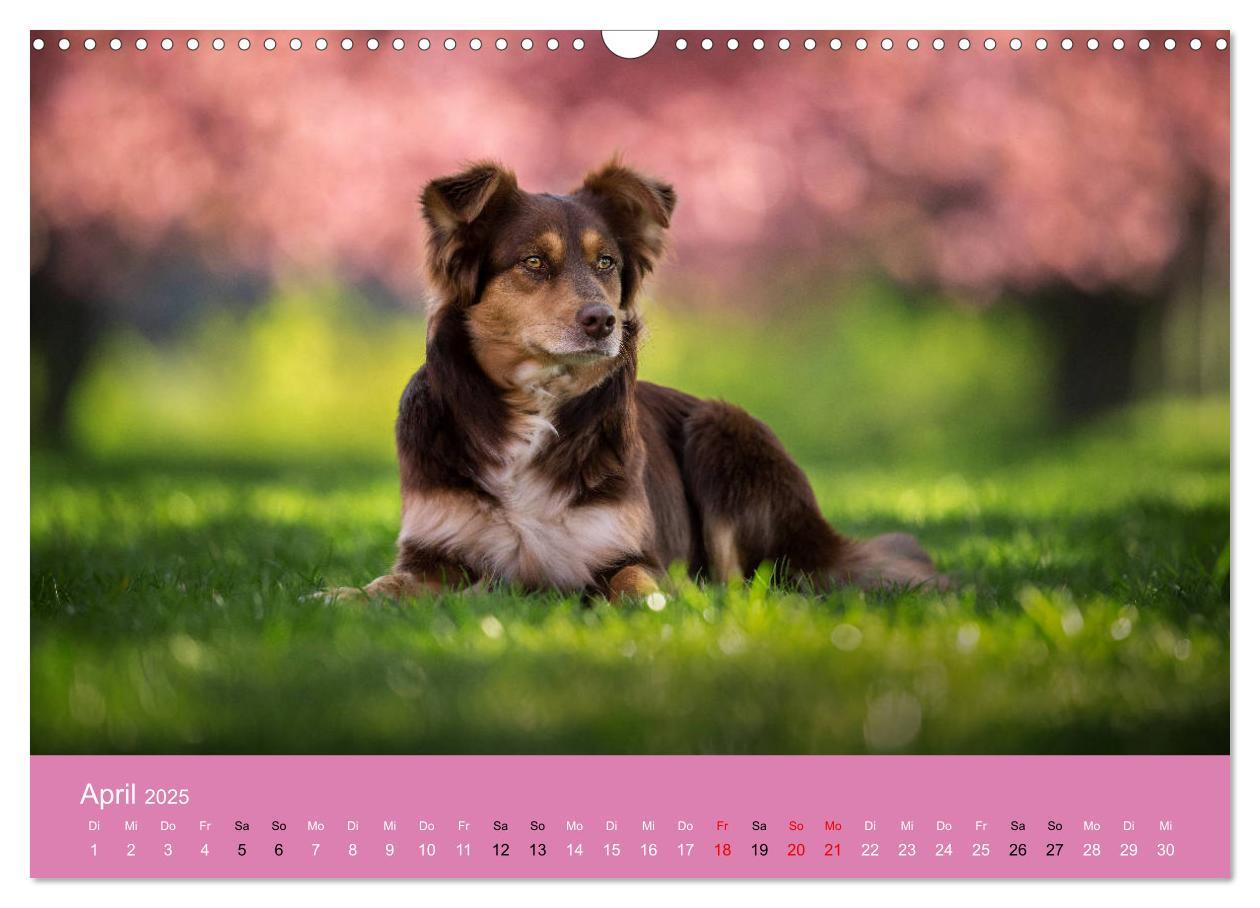 Bild: 9783435233151 | Australian Shepherd - Vielfalt in einer Rasse (Wandkalender 2025...