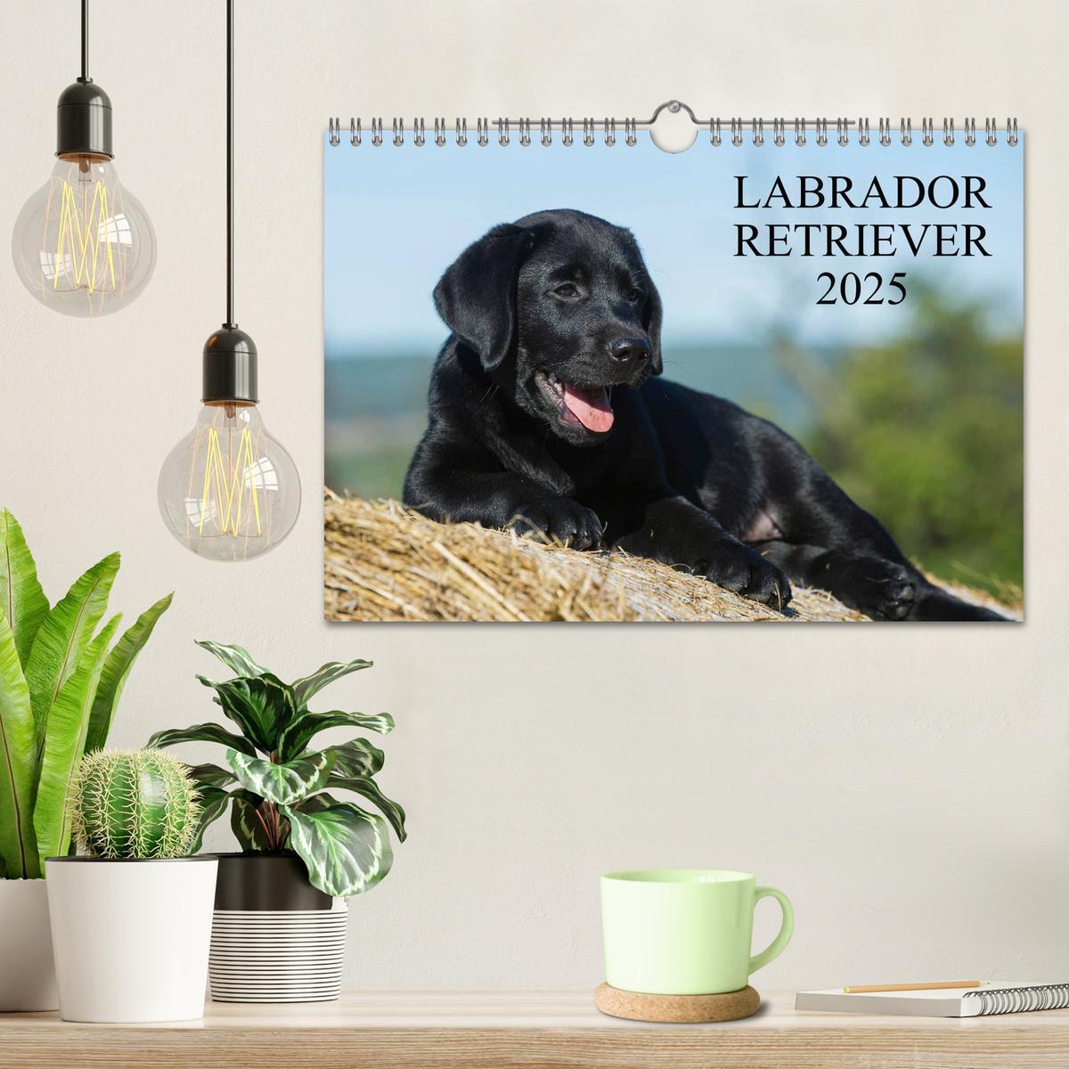 Bild: 9783435761692 | Labrador Retriever 2025 (Wandkalender 2025 DIN A4 quer), CALVENDO...