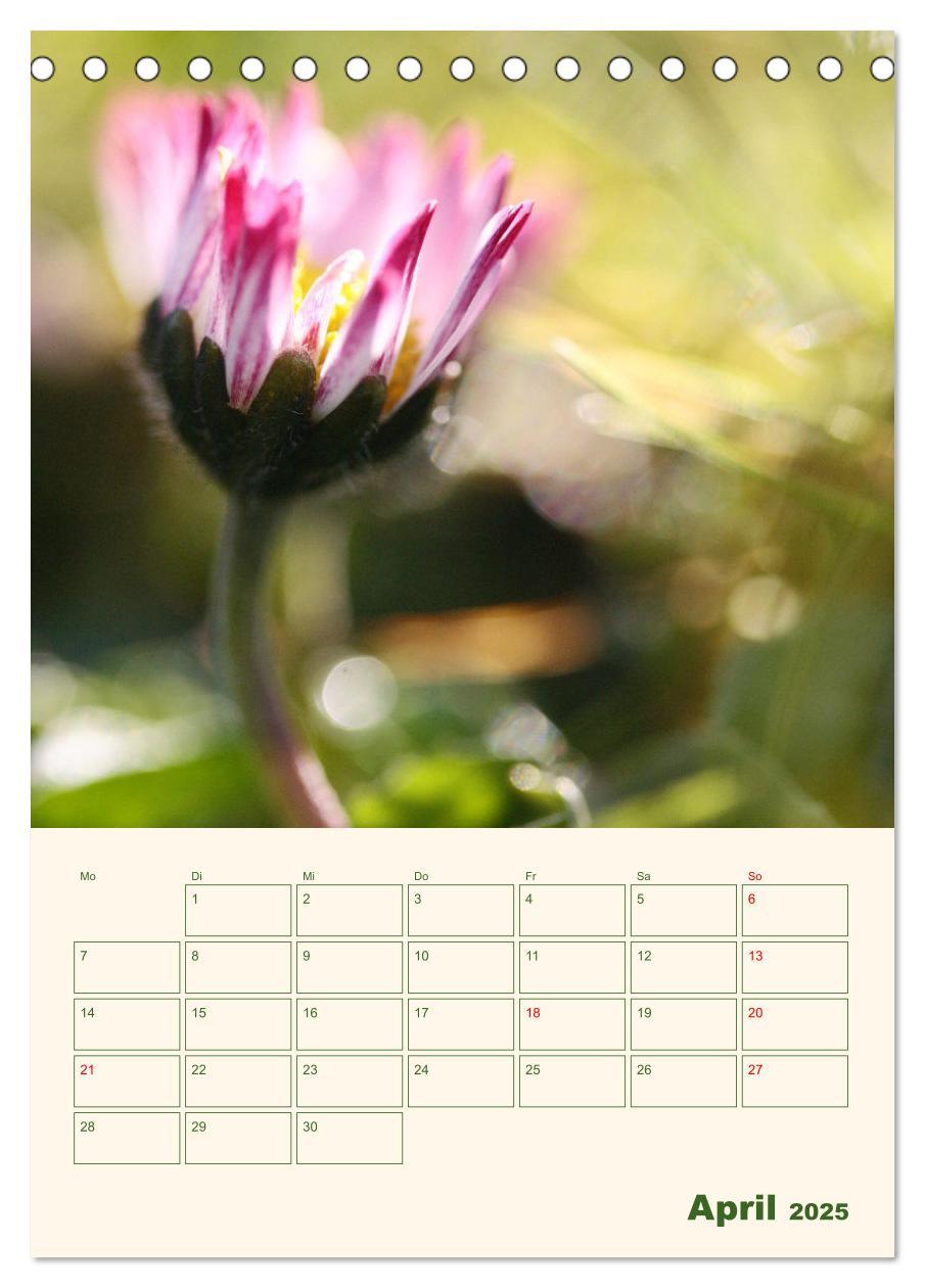 Bild: 9783435929559 | Verträumte Gänseblümchen (Tischkalender 2025 DIN A5 hoch), CALVENDO...