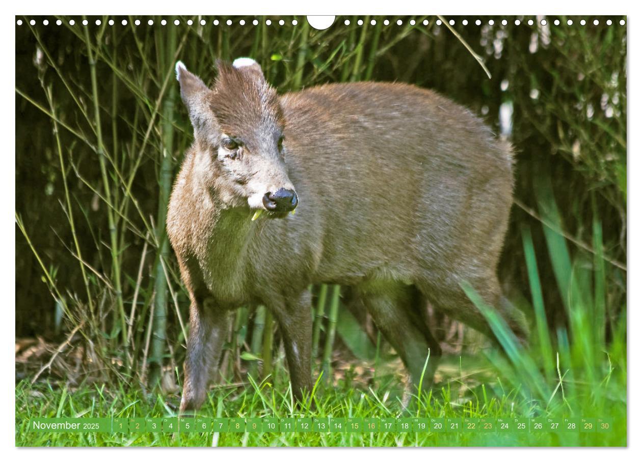 Bild: 9783457140390 | Leben im Dschungel: Der Regenwald ist ein Paradies für Tiere...